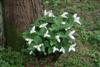 trillium ovatum